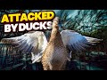 Ducks attacking my spot at an estate lake