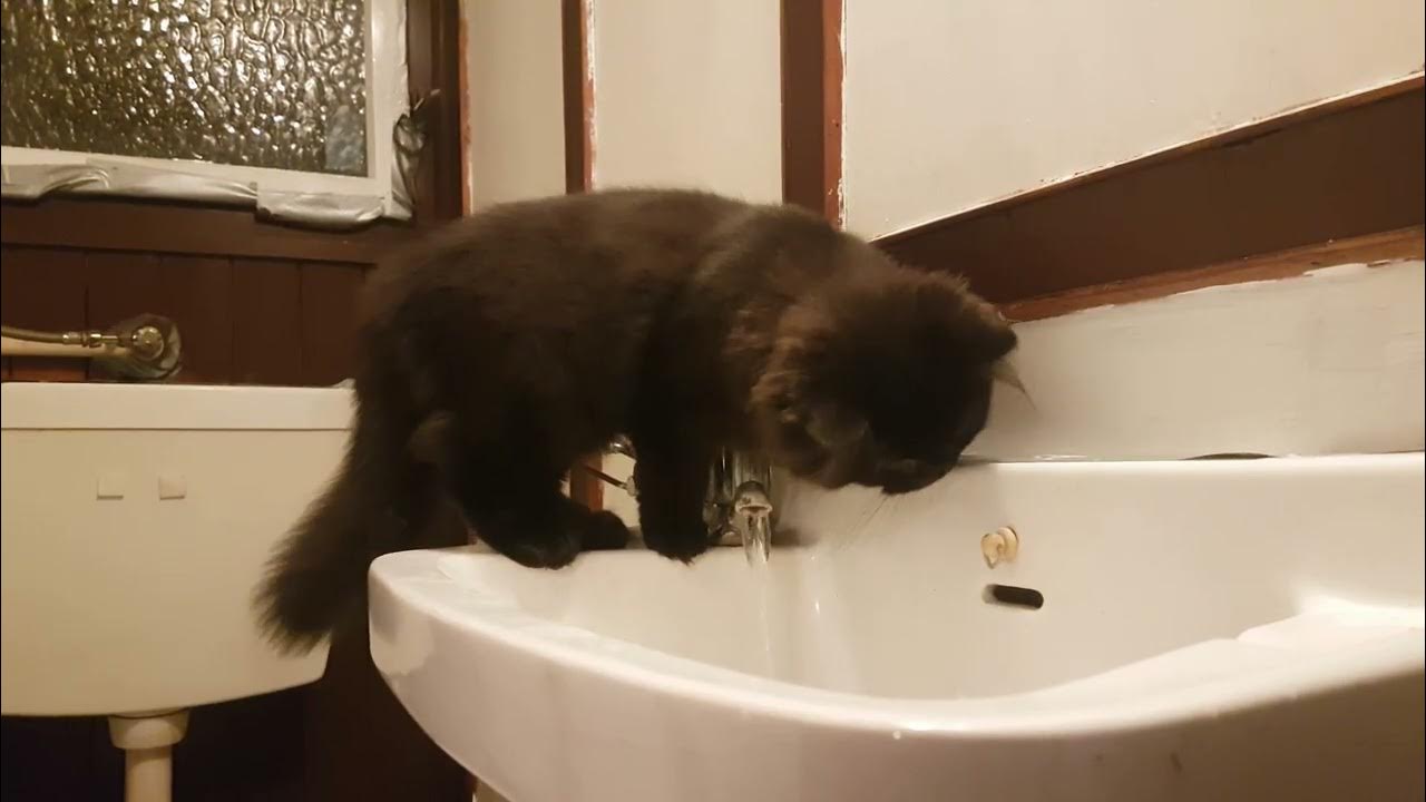 Longhair cats are fascinated by water YouTube
