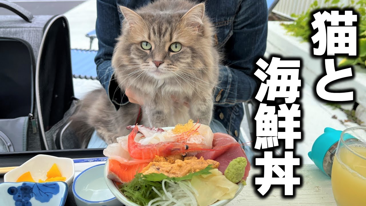 【北海道ドライブ】初夏の積丹でうにを堪能！神威岬から積丹ブルーを望む猫ドライブ！