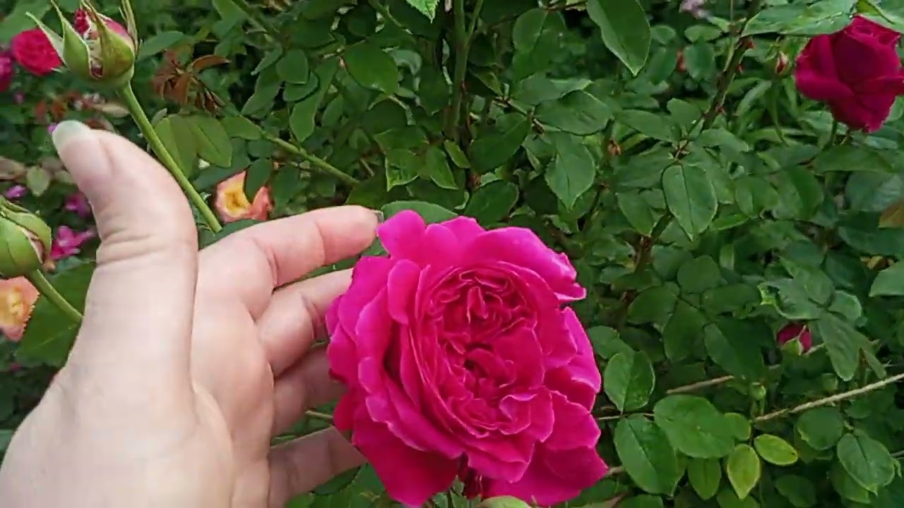 Ранок з трояндами