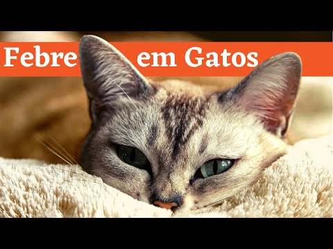 Seu Gato 😺 Está Com Febre? Veja Como Saber- E o Que Você Deve Fazer!!!