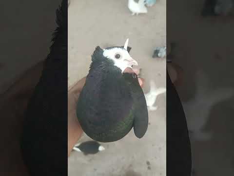 Pigeon Ka Gala