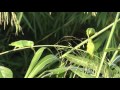 Green-rumped parrotlets