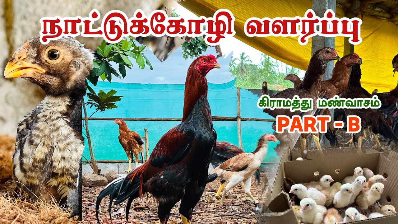 நாட்டுக்கோழி வளர்ப்பு முறைகள்/ 10*40 /400 square feet 150 to 200 நாட்டுக்கோழிகள் மாட்டும்