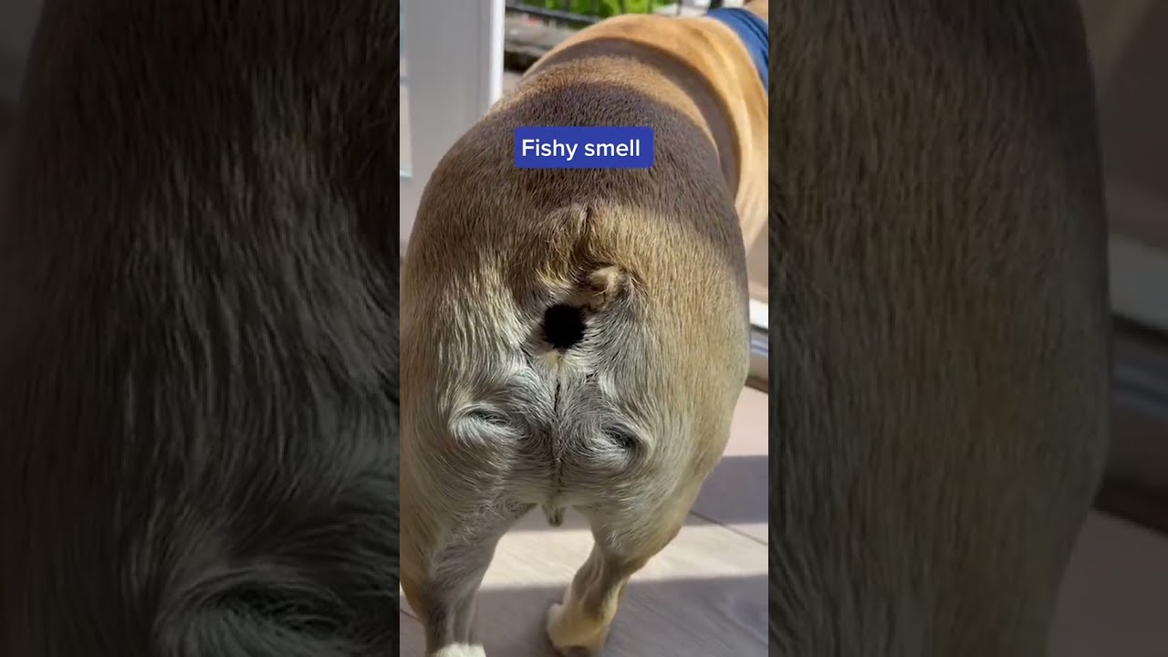 5 Warning Signs Your Dog Is Sick Shorts