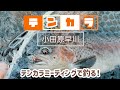 【小田原早川】テンカラミーティングでエンジョイフィッシング!