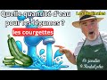 Comment arroser vos courgettes  pour une rcolte abondante