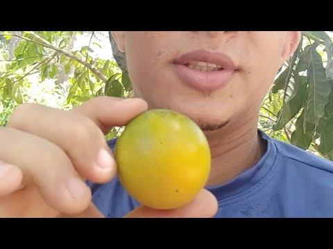 Abiu , vocês conhecem essa fruta???# chácara comédia selvagem