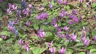 春告げるカタクリ満開 北海道旭川市の群生地