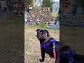 that's just my baby dog chandi #puppy #pug #2026 #fun #shorts #trend #viral #pets #dog