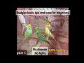 Budgies chicks .. care and healthy foods for beginners..#budgieswithchicks # care# pet..