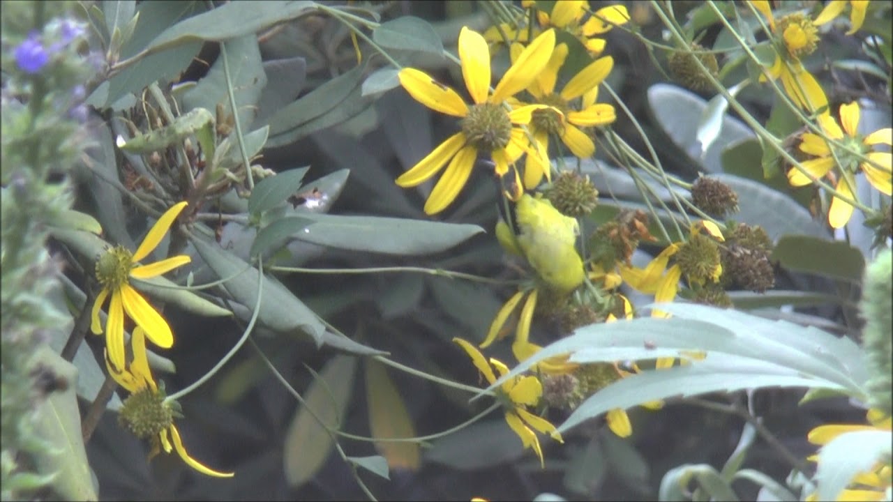 Male American Goldfinch Feeding on Green-headed Coneflower (Rudbeckia laciniata)