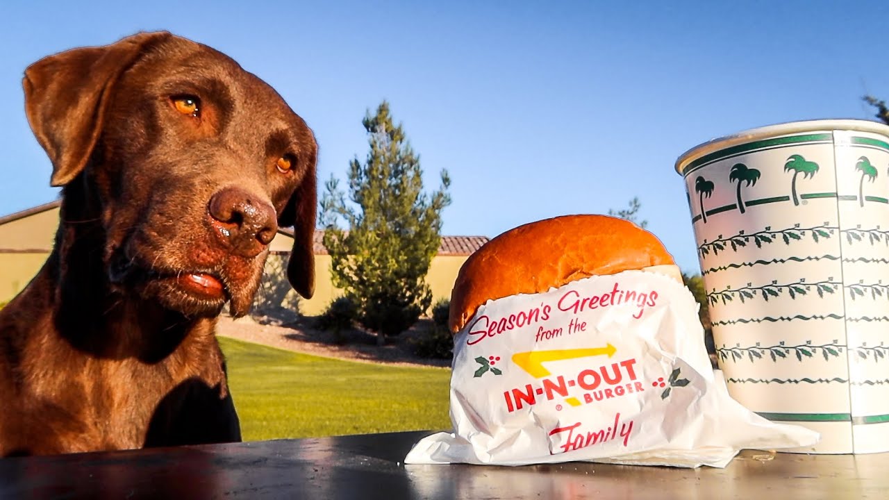 LABRADOR TRIES IN-N-OUT FOR THE FIRST TIME!