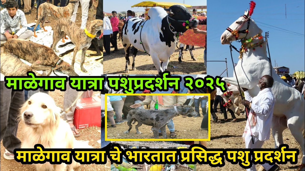 माळेगाव यात्रा पशुप्रदर्शन २०२५ 😱 Malegaon Yatra  Animal Show  2025-26 | Akash Suryawanshi Vlogs 