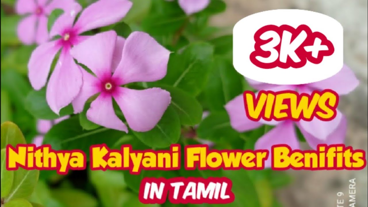 Nithyakalyani Flower Medical Uses In Tamil Nithyakalyani Flower