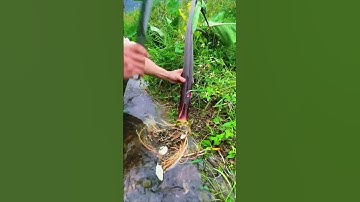 GI599902 mini rotary tillage and ridging all-in one tree 🌲 short view#subscribe