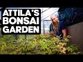 A tour of attilas bonsai garden