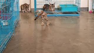 bengal cat kittens available in mumbai