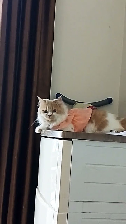 uty ga nengok Acan y🤦🏿‍♀️#cat