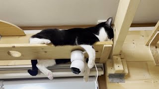 暑い季節の始まりを教えてくれる猫のくつろぎ方がこちらです