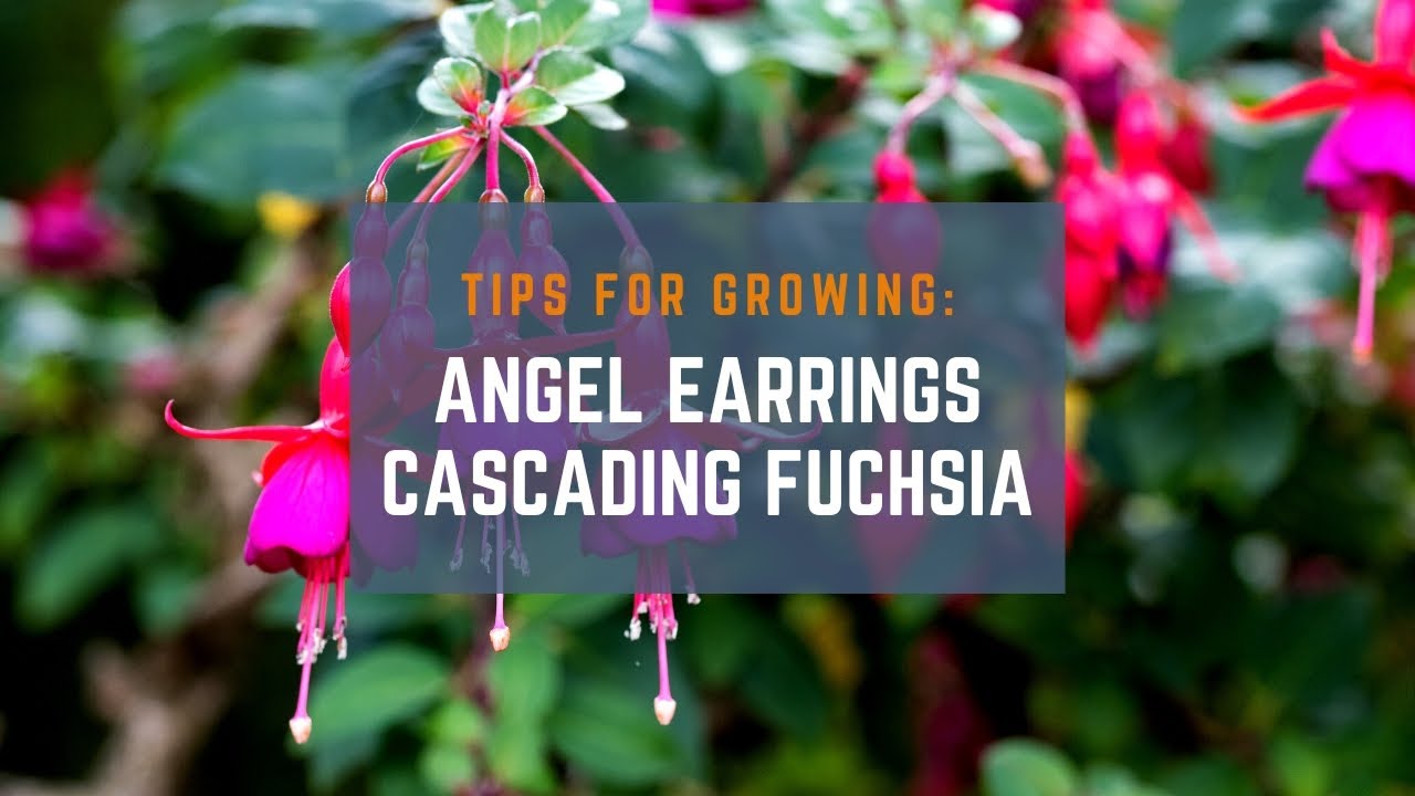 Fuchsia Flower Angel Earrings - Free photo on Pixabay - Pixabay