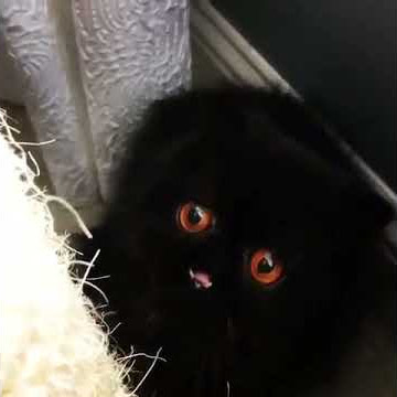 VID-20171129-WA0003.mp4