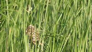 June 7, 2023 - male Marsh Wren singing above nest