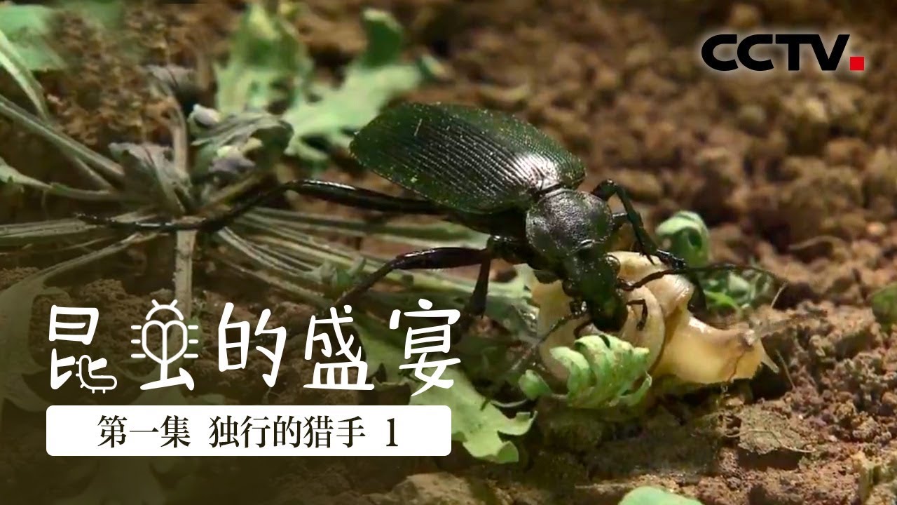 昆虫的盛宴 第一集独行的猎手 1 Cctv纪录 Youtube