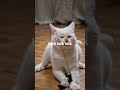 Jag är katt katt katt #sommarkatten #komedi #djur #musik