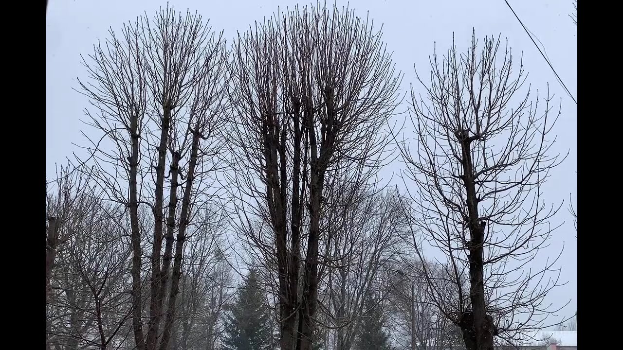 Mozart – Winter Sonata ❄️ Relaxing Classical Piano Music Заспокійливий кружляючий сніг 