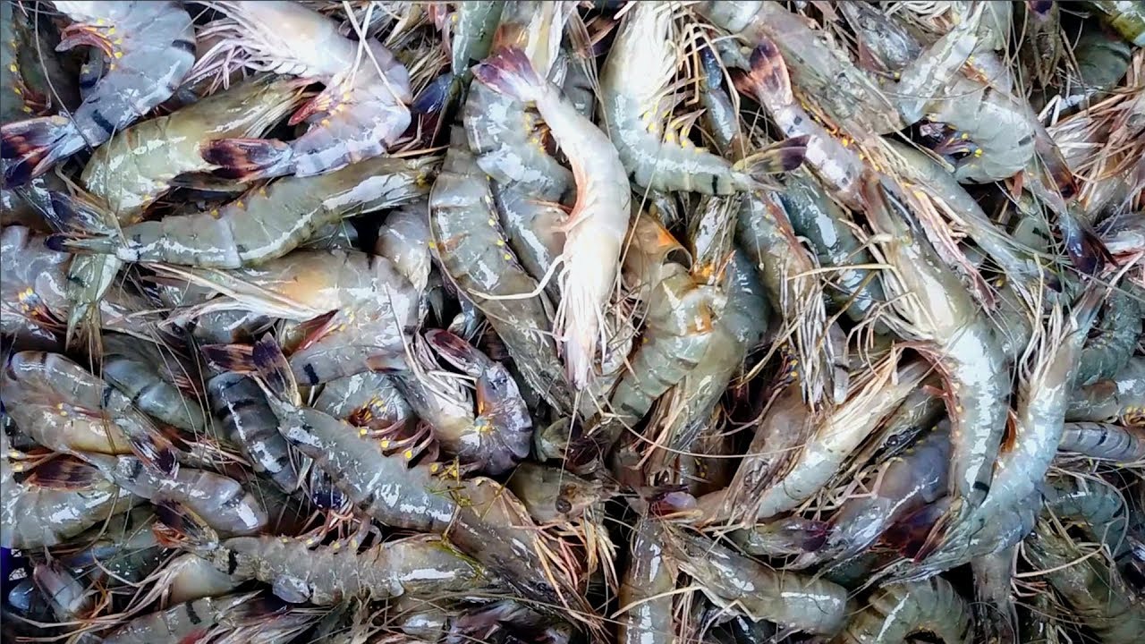 Various Tasty Small Fishes With Name - Live Small Fish In The Fish Market 