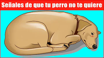 ¿Cómo sabe si su perro está enfadado con usted?