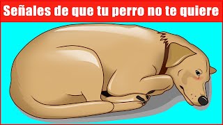 Señales de que tu perro no te quiere by Hechos Sorprendentes 1,625,480 views 1 year ago 9 minutes, 36 seconds