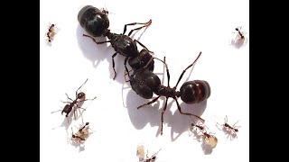 Marauder Ants Vs Termites