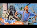 Blippi en el Zoo - Alimenta a los Animales | Blippi Español | Videos educativos para niños