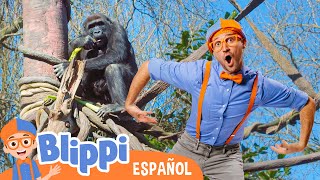 Blippi en el Zoo  Alimenta a los Animales | Blippi Español | Videos educativos para niños