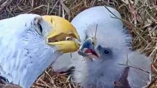 Farewell, E9. 'Fly Away' Southwest Florida Eagles SWFEC SWFL