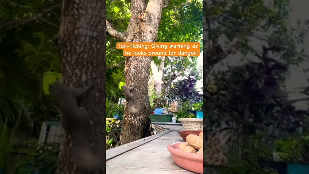Squirrel Reacts To Danger Warning Call 🥺
