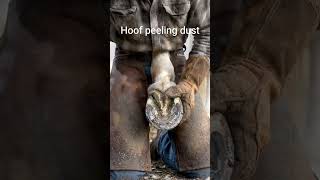 From cracked to heal in one trim 🐴✨. #horsecare #hoofcleaning #video #horse #horsecommunity