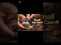 Amazing Snail Close-Up 🐌😱 | Micro World Magic in 4K | Satisfying Nature Video