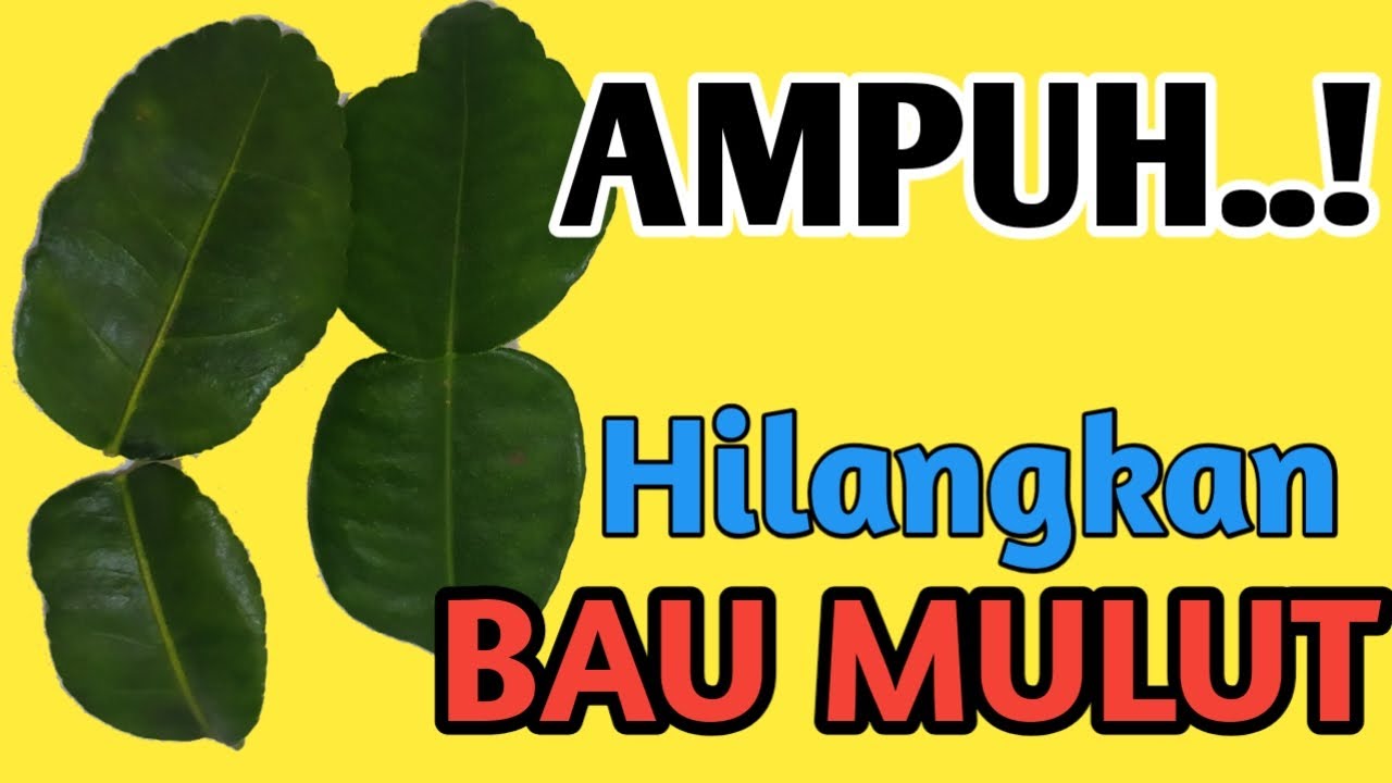 Cara Hilangkan Bau Mulut Secara Tradisional BAU MULUT HILANG SELAMANYA || MACAM KHASIAT - YouTube