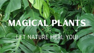 Medicinal And Miraculous Plants You Should Have in Your Home | Plants With Healing Properties |Viral