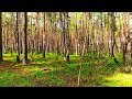 4K Forest Healing Sounds Soothing Birdsong And Greenery For Relaxation 