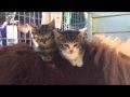 スエトシ牧場 そらまめと子猫たち
