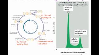 Flow cytometry for DNA analysis