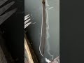 Gilding process ⚔️⚒️ #work #viral #blacksmith #fyp