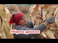 VLOG Попали под ливень. Уборка урожая