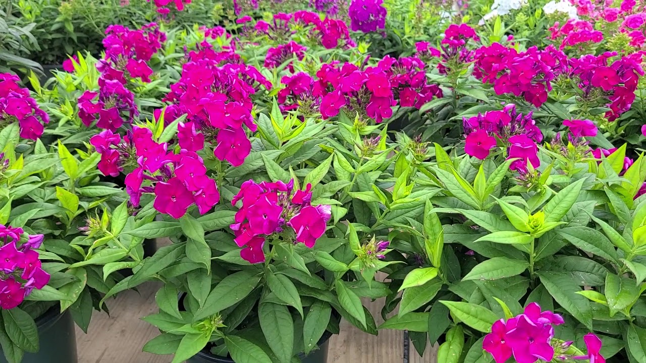 Phlox Bambini® 'Sweet Tart' & 'Desire'//FABULOUS, COMPACT, 🌈 COLORFUL & Easy to Grow Native Vars.