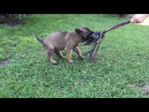 belgian shepherd for sale in india working dogs in india u2013 belgian malinois u2013 dutch shepherd we all belgian shepherd for sale in india working dogs in india u2013 belgian malinois u2013 dutch shepherd we all