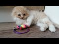 Милые Шотландские котятки). Scottish fold kittens